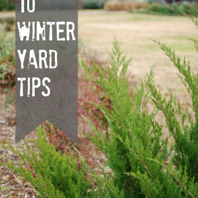 10 Winter Yard Tips