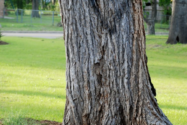 thankful heart tree