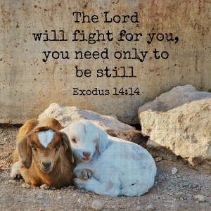 The Lord will fight for you; you need only to be still. Exodus 14:14 Memory verse challenge www.huntandhost.net