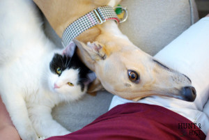 Six truths about adopting a greyhound. www.huntandhost.net