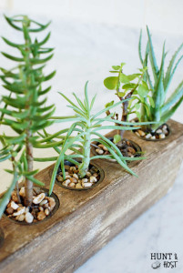 Mexican sugar molds make gorgeous succulent gardens. Check out this simple money saving tip to bring your succulent garden to life. www.huntandhost.net