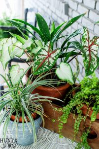 6 tips for successful container gardening. Want your patio to look straight out of a magazine? These tips will have you fixed up with realistic outcomes for your potted plants in no time!