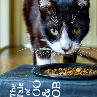 Smarty Cat Food Bowl Made From An Old Book