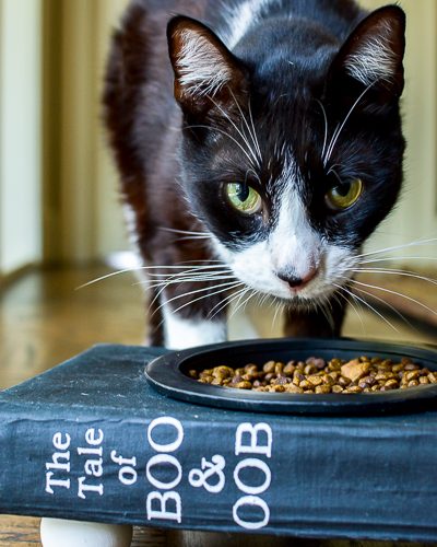 This is the cutest cat food bowl made from an old book, full tutorial for a smarty cat food dish.