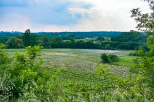 Just a sample of beautiful French scenery, landscapes and flowers. Visit an old French church, a French chateau, smell the wild flowers and view the grapevines.