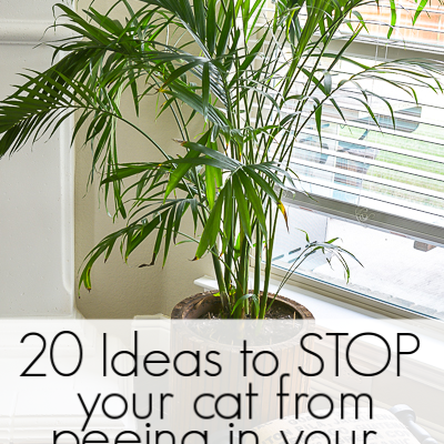 How to Get your Cat to Stop Peeing in Your House Plants