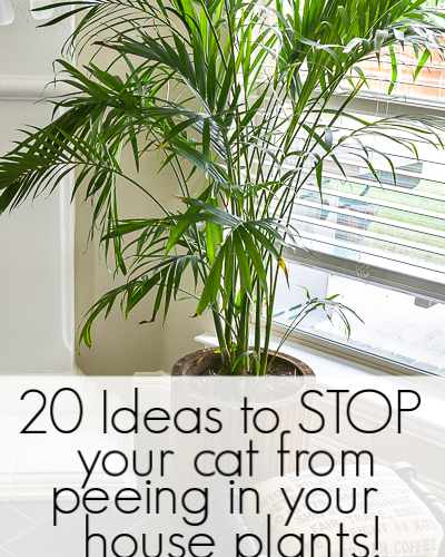 20 ideas to get your cat to stop peeing in your house plants. Potted plants make a fun litter box for cats but frustration for cat lovers. Here is a massive lists of ideas to test out to stop your kitty from going pee in your plants! #badkitty #cattips #littertraining #plantlady #plantlover