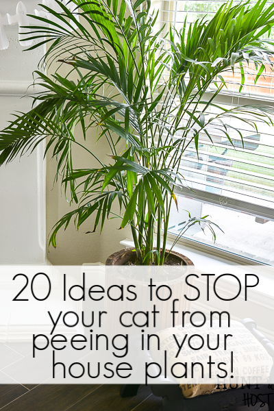 كيفية منع القطط من التبول في النباتات الداخلية