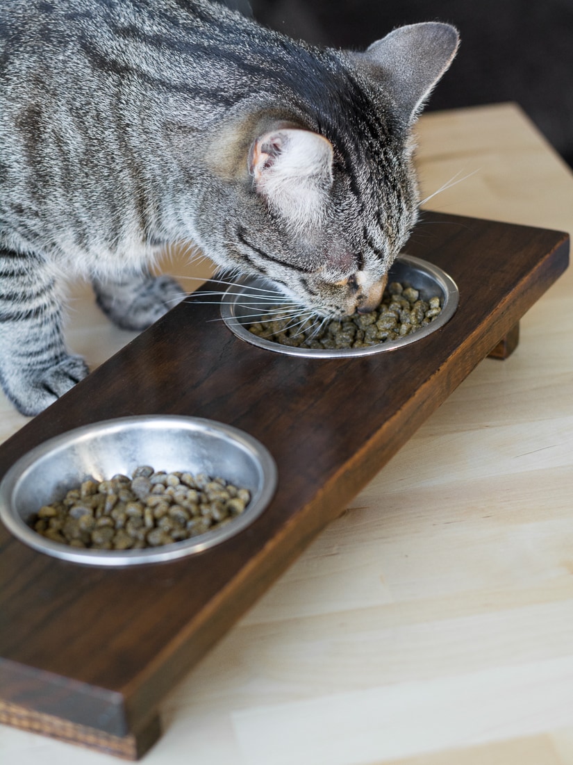 cat feeding stand DIY tutorial - Salvaged Living