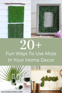 20+ fun ways to use moss in your home decor