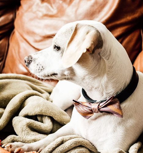 This dog bow tie DIY tutorial is special because we use vintage neckties for pet bow ties! Add some vintage style to your pooch's wardrobe with this easy bowtie tutorial! #dapperdog #dogbowtie #catbowtie #animalclothes #petaccessories #dogcollardiy #diypetaccessory