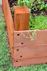 Learn how to spray stain on wood along with tips on how to clean your srpayer when you spray an oil based stain. HINT: it is so much easier than you think! This DIY raised garden bed got a spray stain that will help the wood look good and last longer and it only took minutes to do,. #wagnerspraytech #spraystain #oilbasedstain #paintcleanup #sprayertips #stainedwood #flowergarden #vegetablegarden #raisedbed #landscapedecor #fencestain #diyfencestain