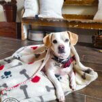 Learn how to make a DIY dig bed with a burrow blanket attached for your small dog. This is the most budget friendly dog bed you will find and my little dog loves to burrow and nest in the blanketed dog bed. #dogbedDIY #nesteddogbed #petburrowbed #DIYpetbed