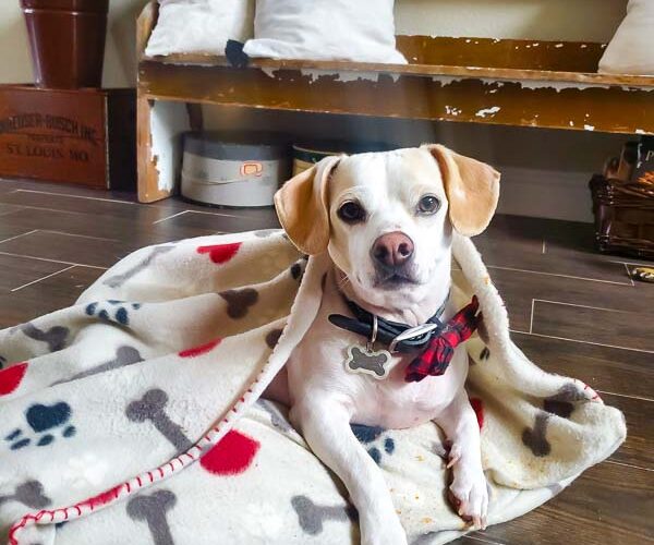 Learn how to make a DIY dig bed with a burrow blanket attached for your small dog. This is the most budget friendly dog bed you will find and my little dog loves to burrow and nest in the blanketed dog bed. #dogbedDIY #nesteddogbed #petburrowbed #DIYpetbed