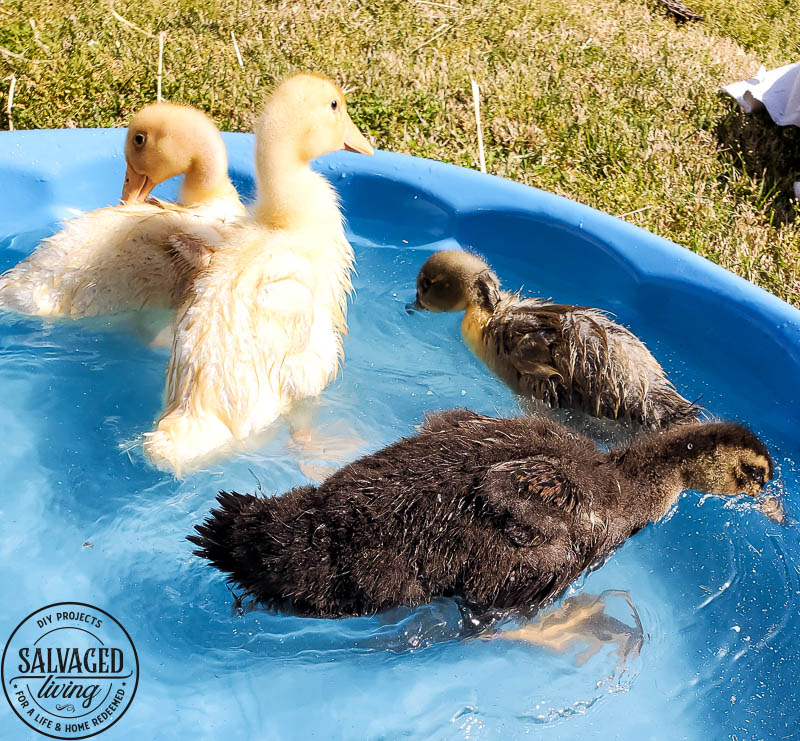 We got ducks and they have the perfect French lady duck names. Come and meet our backyard flock of ducks! #backyardducks #ducklings #frenchnames
