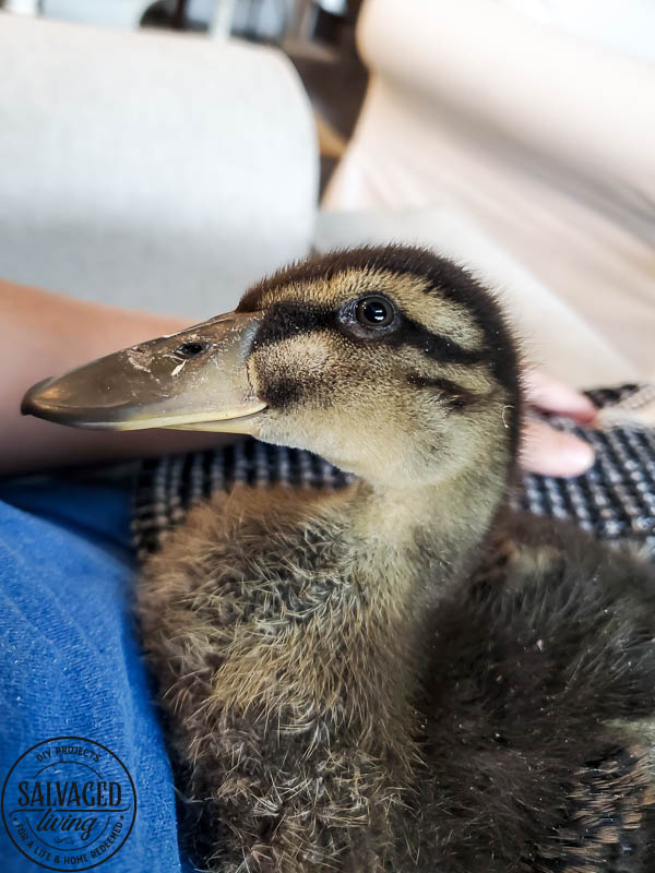 We got ducks and they have the perfect French lady duck names. Come and meet our backyard flock of ducks! #backyardducks #ducklings #frenchnames