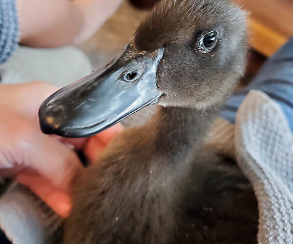 We got ducks and they have the perfect French lady duck names. Come and meet our backyard flock of ducks! #backyardducks #ducklings #frenchnames