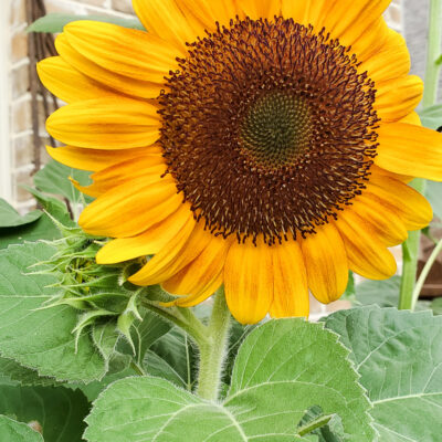 How to harvest sunflower seeds yourself
