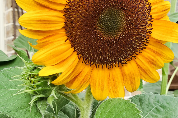 Learn how and when to harvest sunflower seeds from the flower. This tutorial will help you know when a sunflower is ready to give seeds. Plus how to store sunflower seeds for the next season and how to get seeds from your own sunflower garden! #gardentips #sunflwoerseeds #seedharvest