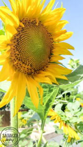 Learn how and when to harvest sunflower seeds from the flower. This tutorial will help you know when a sunflower is ready to give seeds. Plus how to store sunflower seeds for the next season and how to get seeds from your own sunflower garden! #gardentips #sunflwoerseeds #seedharvest