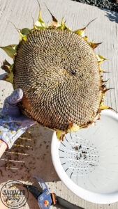 Learn how and when to harvest sunflower seeds from the flower. This tutorial will help you know when a sunflower is ready to give seeds. Plus how to store sunflower seeds for the next season and how to get seeds from your own sunflower garden! #gardentips #sunflwoerseeds #seedharvest