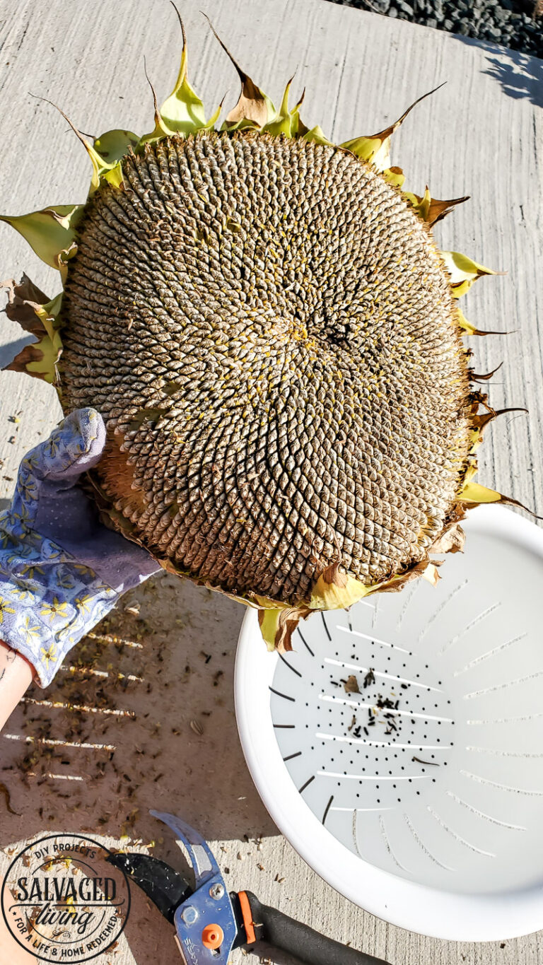 How to harvest sunflower seeds yourself - Salvaged Living