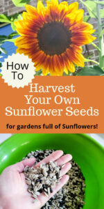 How to harvest sunflower seeds yourself - Salvaged Living