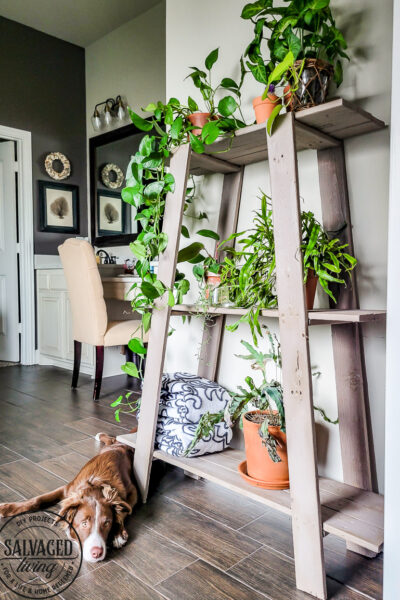 Found this shelf at a garage sale and turned it into a stunning plant shelf for my bathroom. This thrifted shelf makeover is proof good bones are all you need to turn trash to treasure! #paintedfurniture #thriftedmakeover #plantstand #plantlady