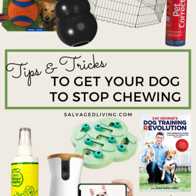 How To Get Your Dog To Stop Chewing