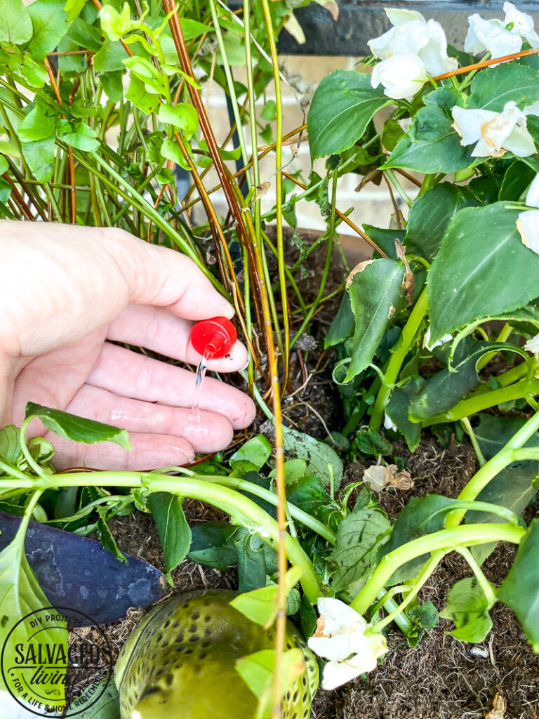 Tired of dead patio plants? This easy fix is for you! See how easy it is to add drip irrigation to your patio plants with a timer. Rain Brid has an easy Patio PLant Watering System you can install in minutes to save you time and money! #rainbird #irrigation #theintelligentuseofwater #gardentips #wateringplants #rainbirdathome #diy #sponsored