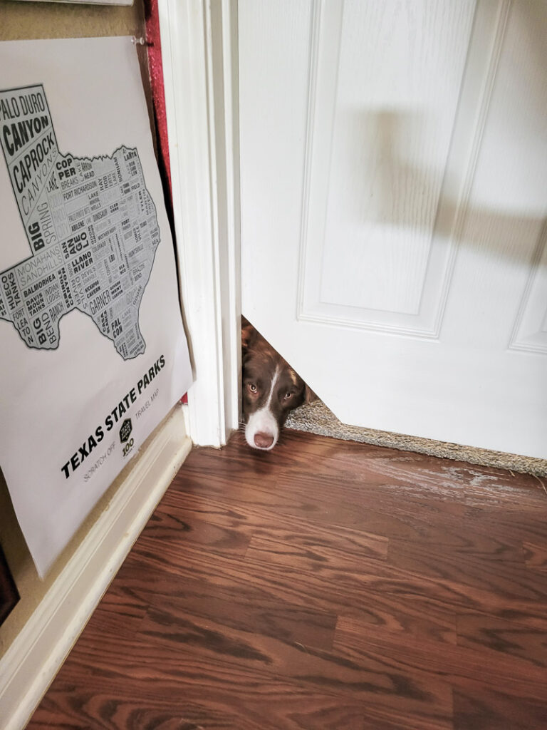 It's not hard to make a DIY interior cat door... you only need an hour or so and a couple of supplies. I'll show you how here! #catdoor #pets #cats