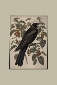 Kick cheesy to the curb with this sophisticated crow decor for fall. Dark academia, cozy european cottage vibes comin' your way. #falldecor #halloweendecor #crowdecor #ravendecor #darkacademia